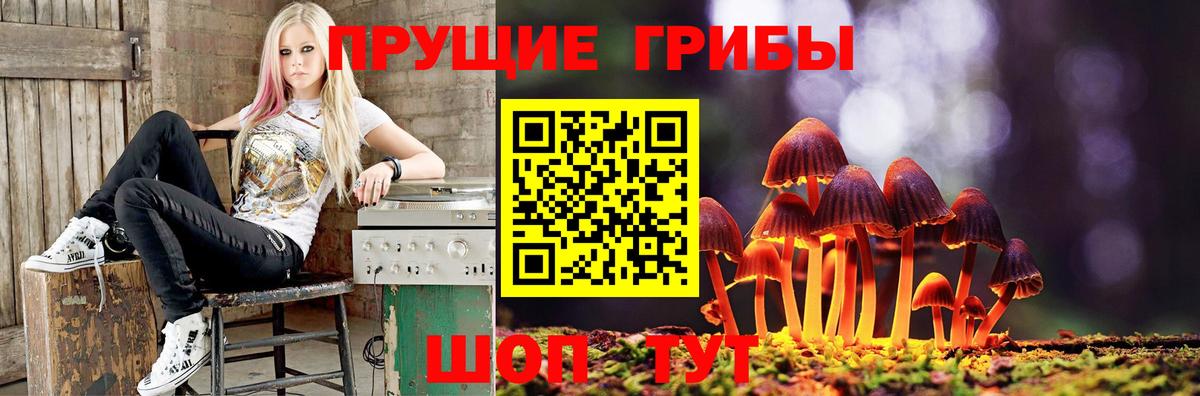 купить наркоту  Вход с VPN  Михайловка  Псилоцибиновые грибы Cubensis 